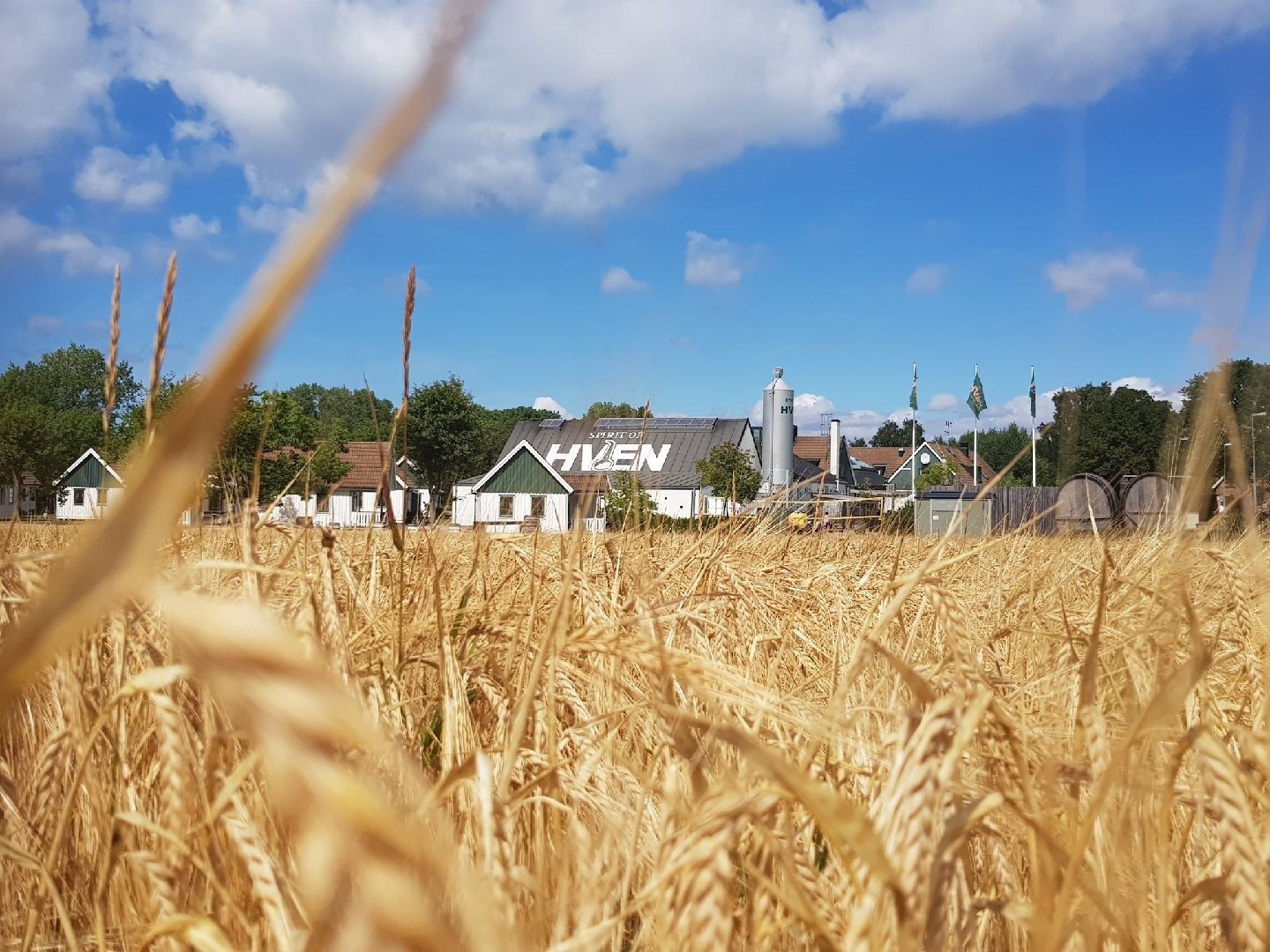 Sädesfält Hven Sädesfält Hven